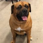 Bullmastiff